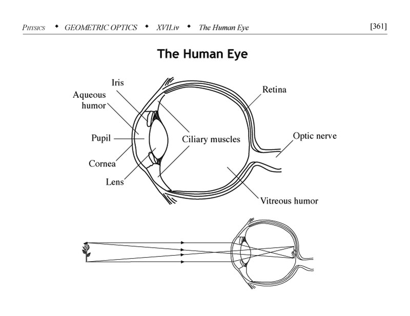 Diagram of the human eye in the context of geometric optics
