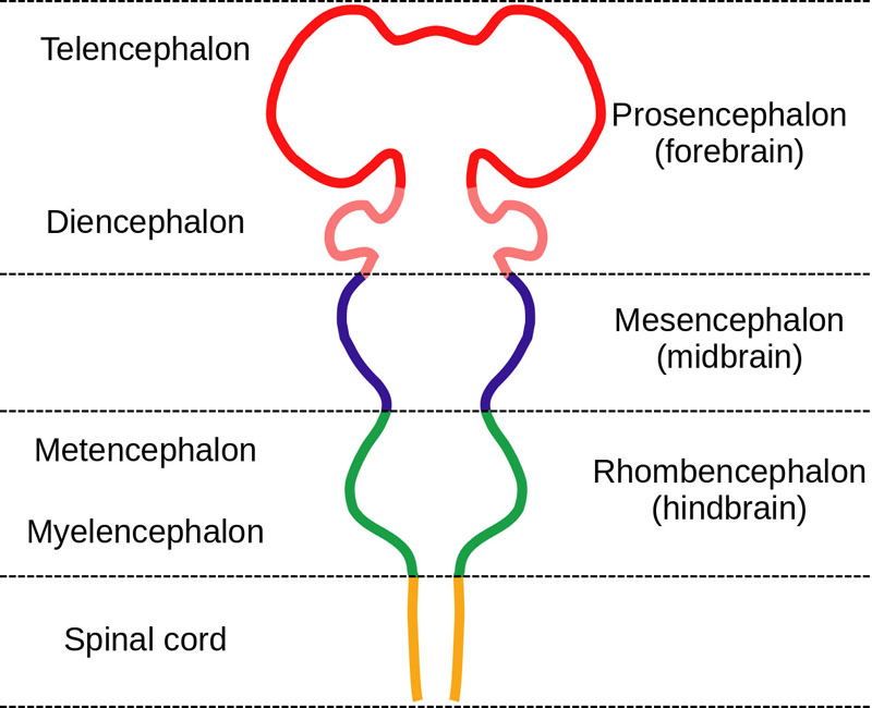 telencephalon diagram