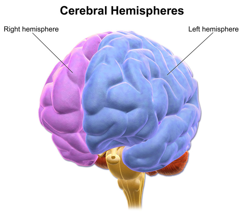 Topography of human motor cortex