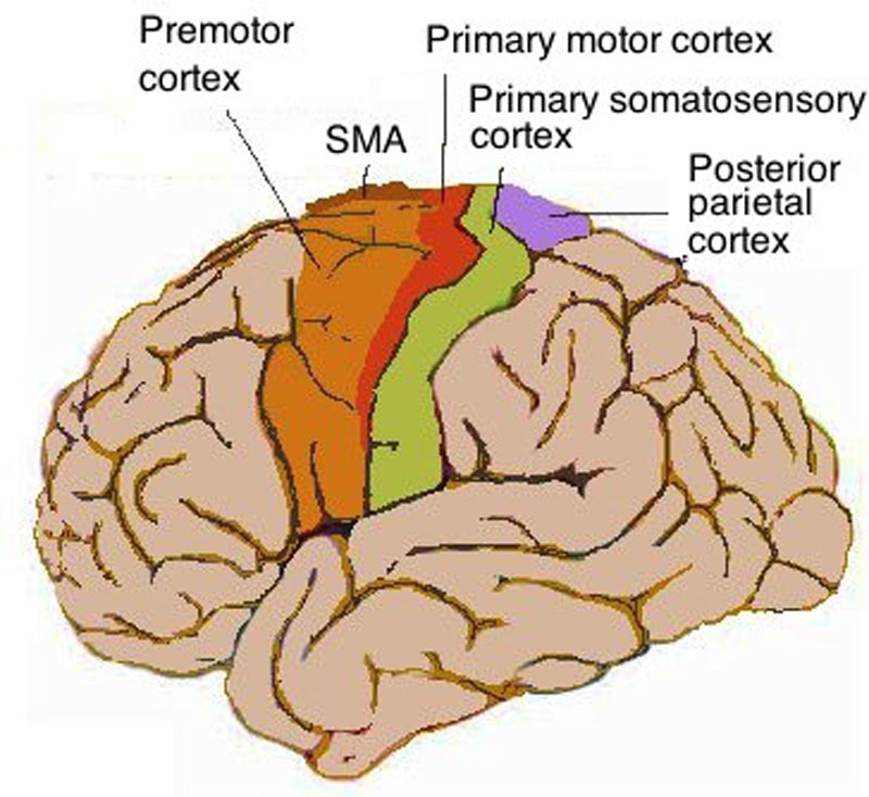 Topography of human motor cortex