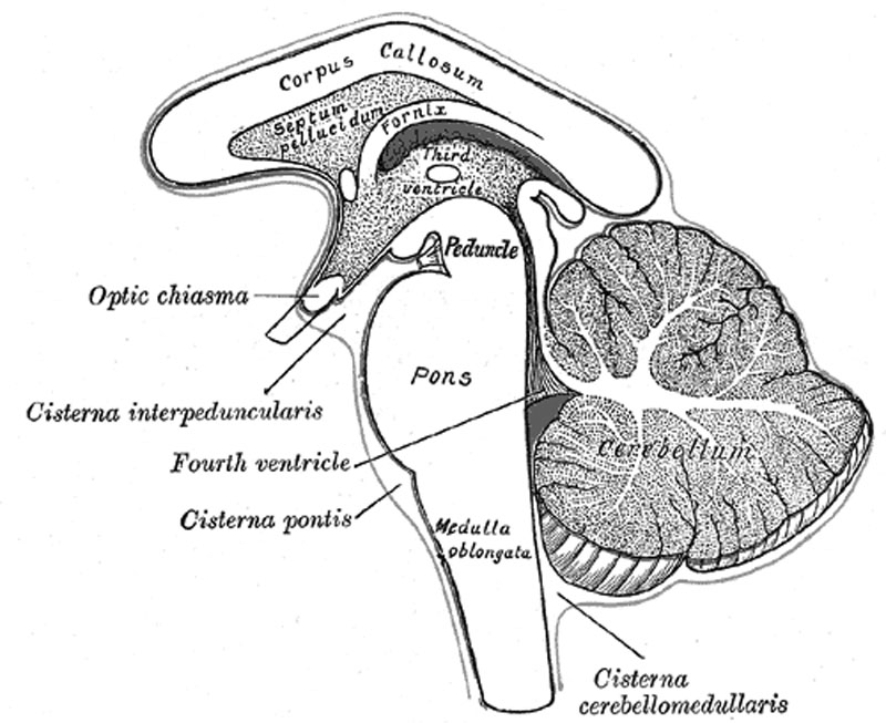 Midbrain And Hindbrain Integrated MCAT Course