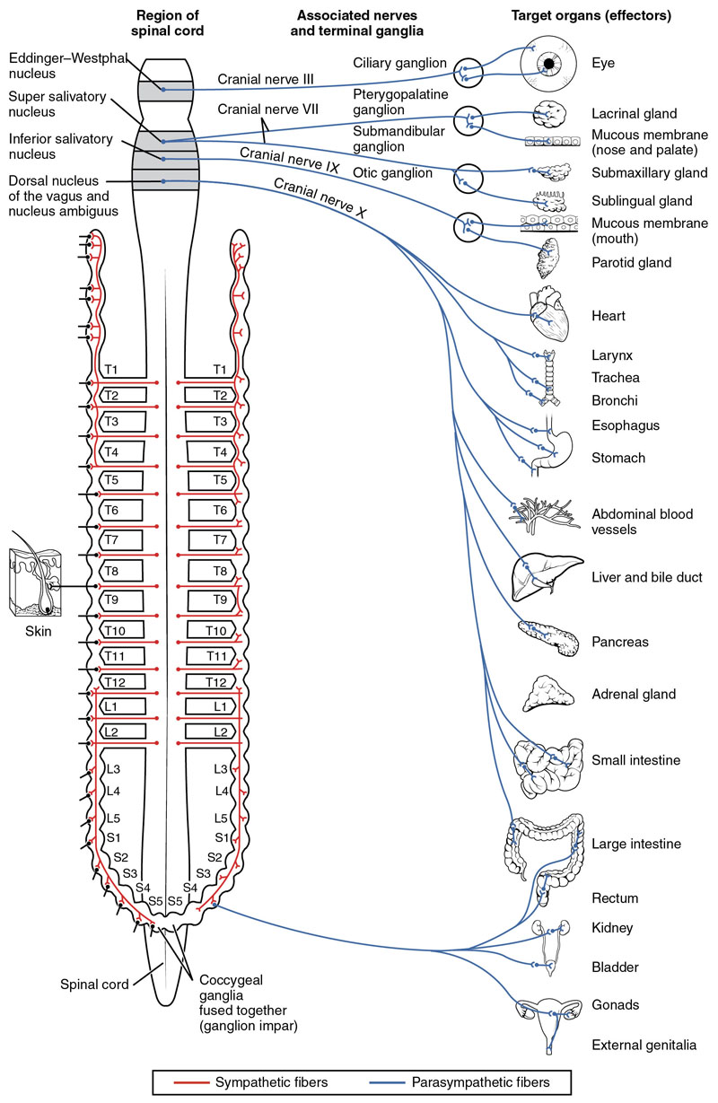 Autonomic nervous system innervation