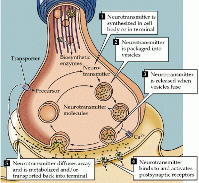 The synthesis, packaging, secretion, and removal of neurotransmitters.