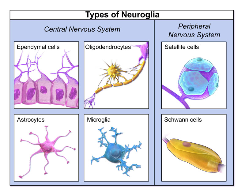 Different types of neuroglia.