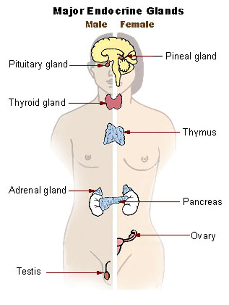 Alimentary system