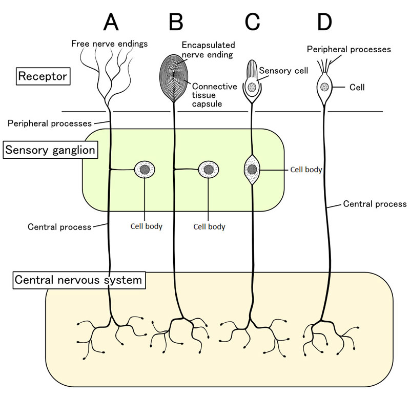 sensation-and-perception-integrated-mcat-course