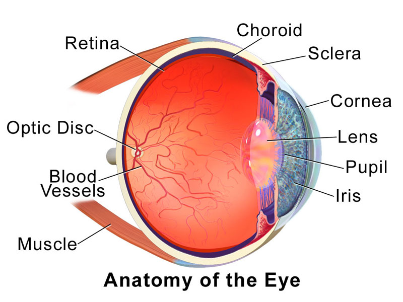 This image focuses on the three internal layers of the eye.
Date 	