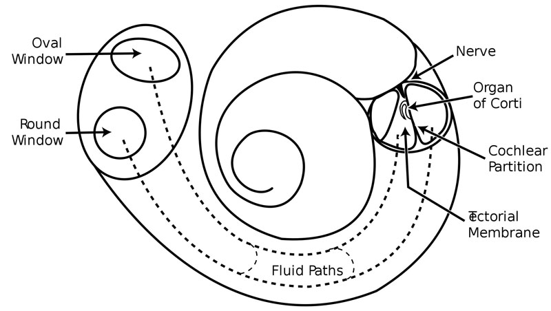 Structural diagram of the cochlea showing how fluid pushed in at the oval window moves, deflects the cochlear partition, and bulges back out at the round window.