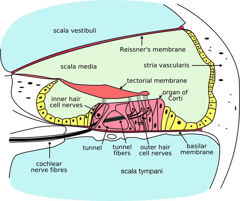illustration of otolith organs showing detail of utricle, ococonia, endolymph, cupula, macula, hair cell filaments, and saccular nerve