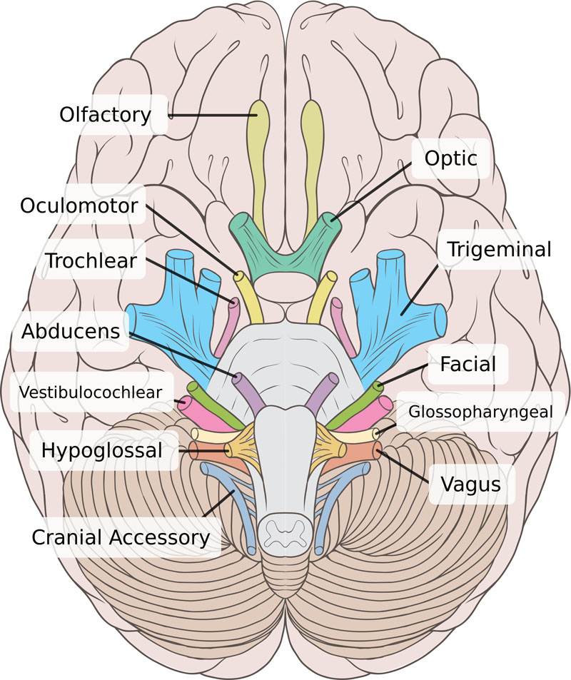 Thalamic nuclei:

MNG = Midline nuclear group
AN = Anterior nuclear group
MD = Medial dorsal nucleus
VNG = Ventral nuclear group
VA = Ventral anterior nucleus
VL = Ventral lateral nucleus
VPL = Ventral posterolateral nucleus
VPM = Ventral posteromedial nucleus
LNG = Lateral nuclear group
PUL = Pulvinar  MTh = Metathalamus
LG = Lateral geniculate nucleus
MG = Medial geniculate nucleus
