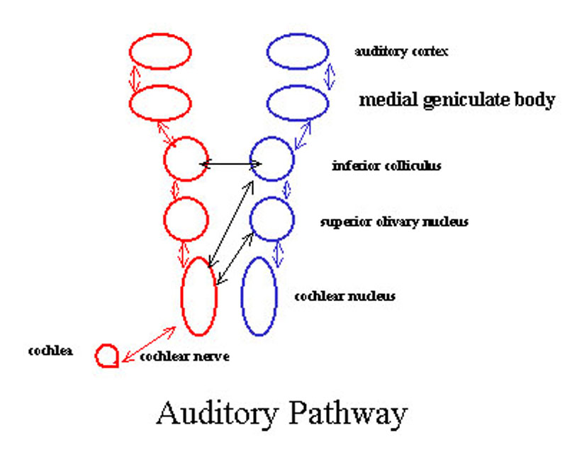auditory pathway steps