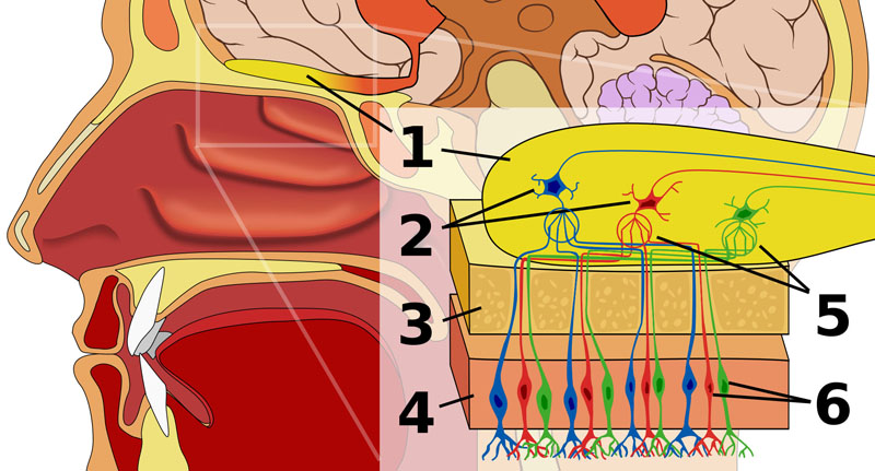 Head anatomy with olfactory nerve. Olfactory bulb labeled in English.