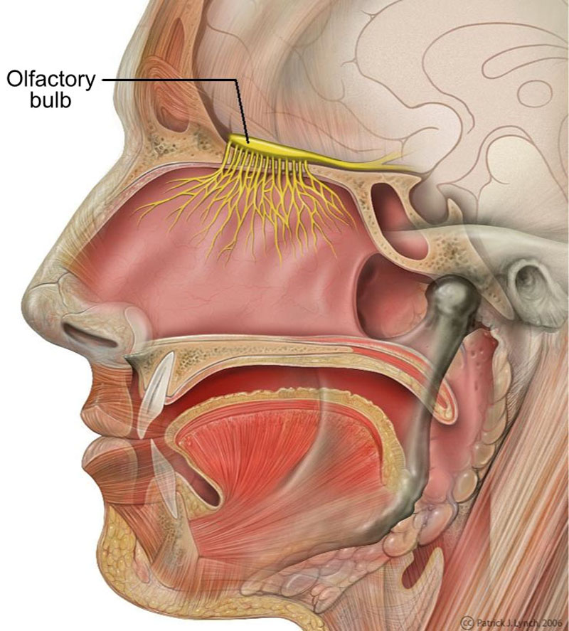 Head anatomy with olfactory nerve. Olfactory bulb labeled in English.