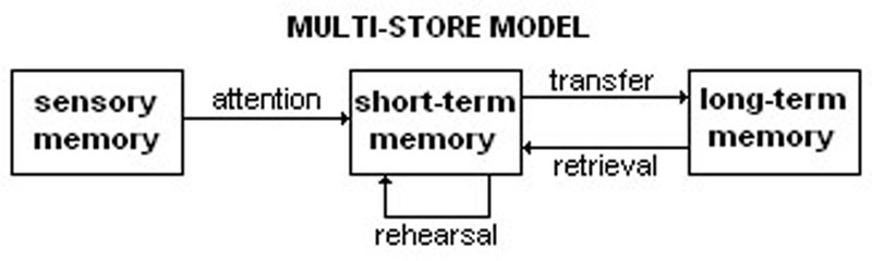 The working memory model