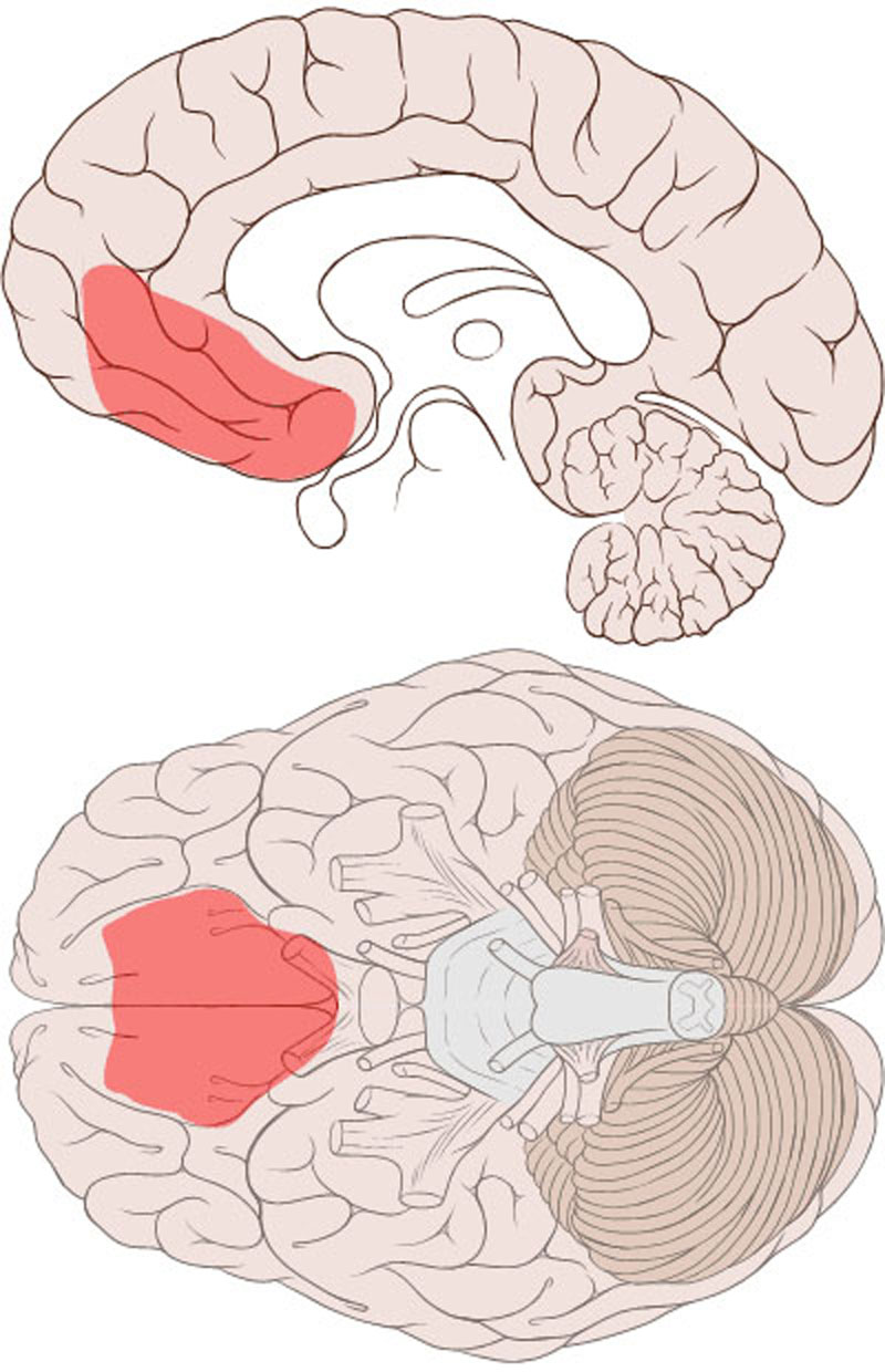 Somatic markers are probably stored in the ventromedial prefrontal cortex; pictured.