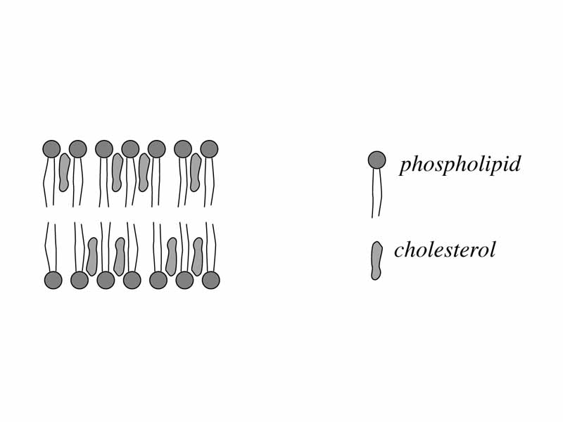 Cholesterol and phospholipid