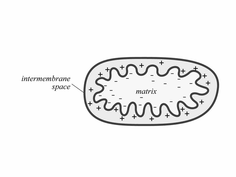 Charge distribution within a mitochondrion