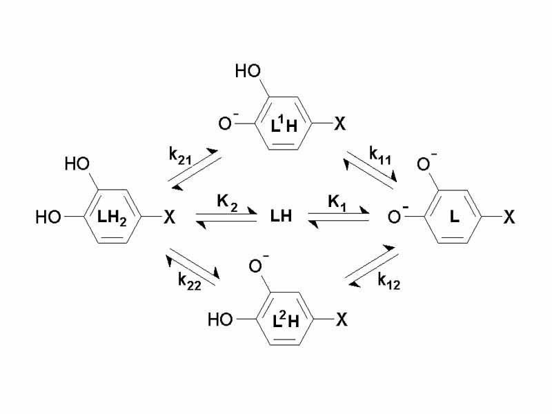 Denoting L-Dopa as LH2, the following diagram shows all the species that may be formed (X=CH2CH(NH2)CO2H)
