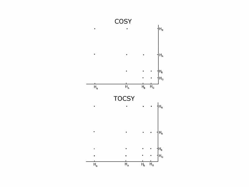 Comparison of a COSY and TOCSY 2D spectra for an amino acid like glutamate or methionine. The TOCSY shows off diagonal crosspeaks between all protons in the spectrum, but the COSY only has crosspeaks between neighbours.