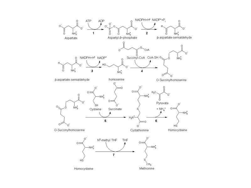 Methionine biosynthesis