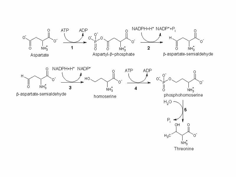 Threonine biosynthesis