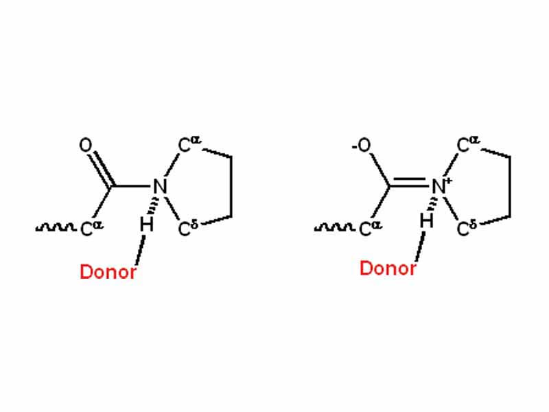 Donating an H-bond to the amide hydrogen of an X-Pro peptide bond favors the single-bonded form.