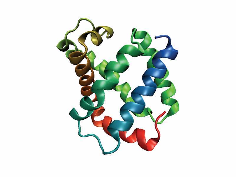 An example of the globin fold, the oxygen-carrying protein myoglobin (PDB ID 1MBA) from the mollusc Aplysia limacina.