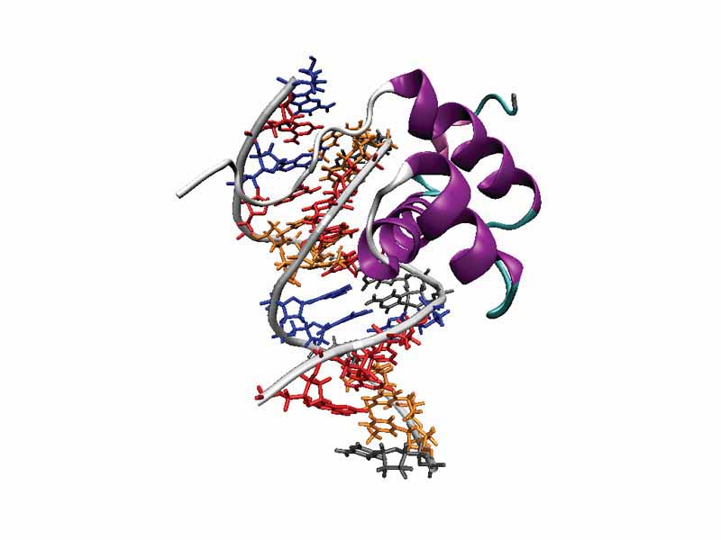 Example of homeodomain fold - The Antennapedia homeodomain protein from Drosophila melanogaster bound to a fragment of DNA (PDB ID 1AHD). The recognition helix and unstructured N-terminus are bound in the major and minor grooves respectively.