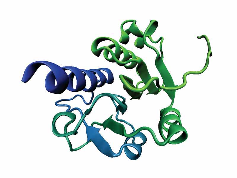 A deep trefoil knot in a Thermus thermophilus RNA methyltransferase domain (PDB ID 1IPA). The knotted C-terminus of the protein is shown in blue.