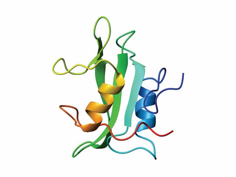 SH2 domain - Ribbon diagram of the SH2 domain of human P56-Lck tyrosine kinase (PDB accession code 1LKK, chain A), colored from blue (N-terminus) to red (C-terminus).