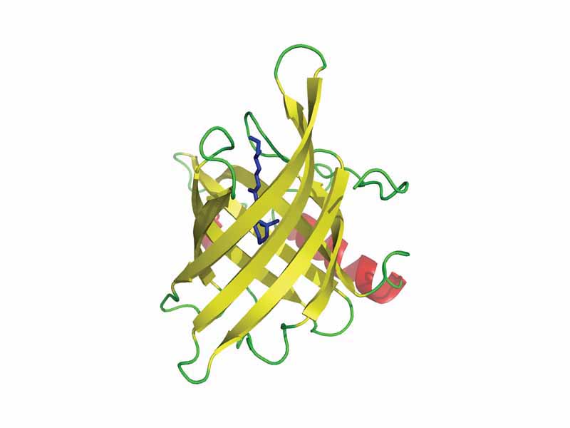 The human retinol-binding protein (RBP), a canonical lipocalin eight-strand barrel binding retinol (vitamin A).