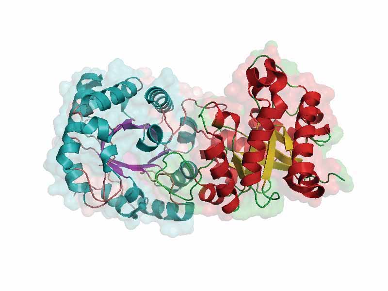 Ribbon diagram of the enzyme TIM, surrounded by the space-filling model of the protein. TIM is an extremely efficient enzyme involved in the process that converts sugars to energy in the body.