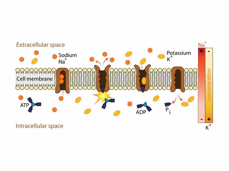 Membrane transport proteins in active transport.