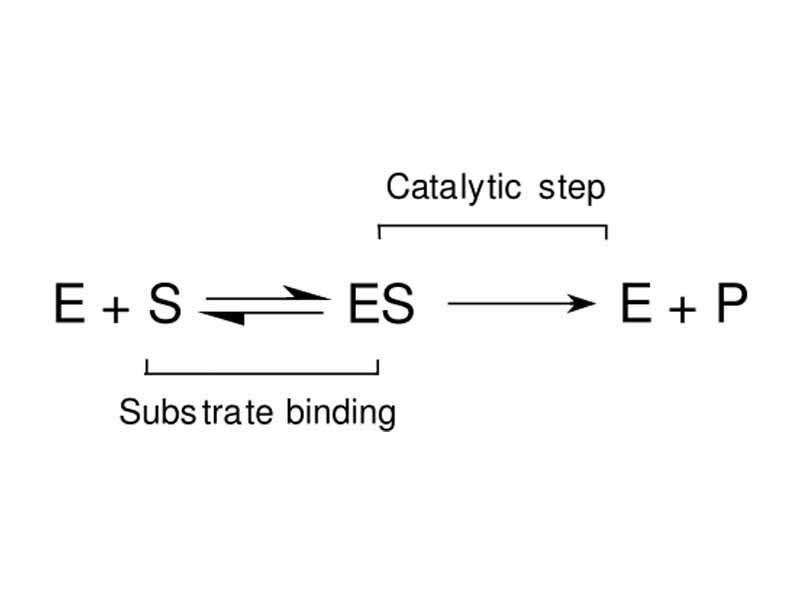 Mechanism for a single substrate enzyme catalyzed reaction. The enzyme (E) binds a substrate (S) and produces a product (P).