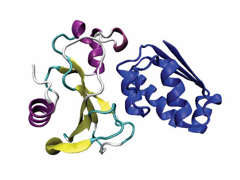 Bacillus amyloliquefaciens proteins in a complex
