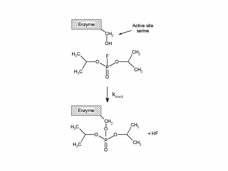 Reaction of the irreversible inhibitor diisopropylfluorophosphate (DFP) with a serine protease
