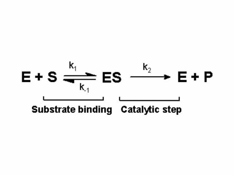 Single-substrate mechanism for an enzyme reaction. k1, k-1 and k2 are the rate constants for the individual steps.