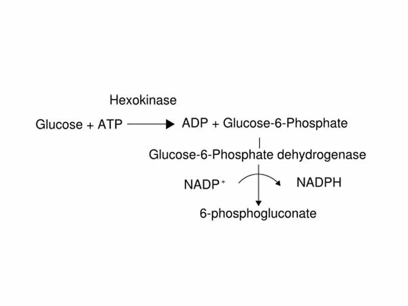 Coupled assay for hexokinase using glucose-6-phosphate dehydrogenase.
