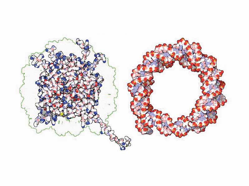 These proteins' basic amino acids (left, blue) bind to the acidic phosphate groups on DNA (right, red).