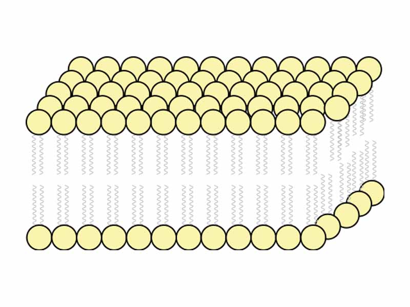 Diagram of the arrangement of amphipathic lipid molecules to form a lipid bilayer. The yellow polar head groups separate the grey hydrophobic tails from the aqueous cytosolic and extracellular environments.