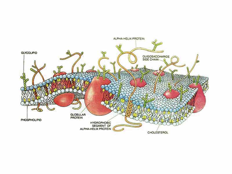 Schematic three dimensional cross section of a cell membrane. T