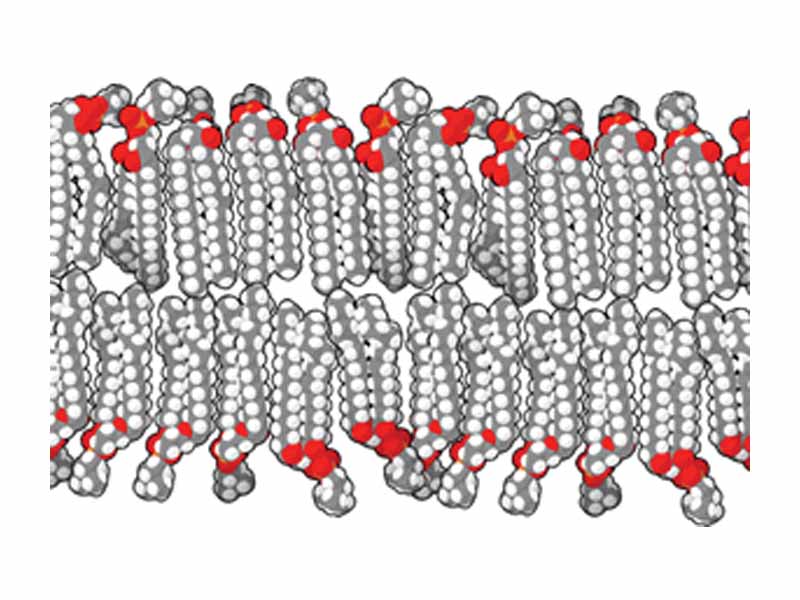 This fluid lipid bilayer cross section is made up entirely of phosphatidyl choline.