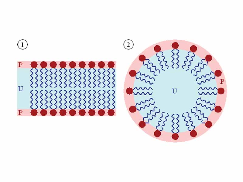 Self-organization of phospholipids. A lipid bilayer is shown on the left and a micelle on the right.