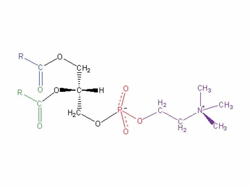 Structural formula of phosphatidyl choline (Blue/Green: Fatty acid, Black: Glycerol backbone, Red: phosphate, Purple: Choline)