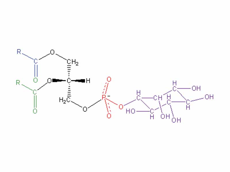 Structural formula of phosphatidyl inositol (Blue/Green: Fatty acid, Black: Glycerol backbone, Red: phosphate, Purple: inositol)