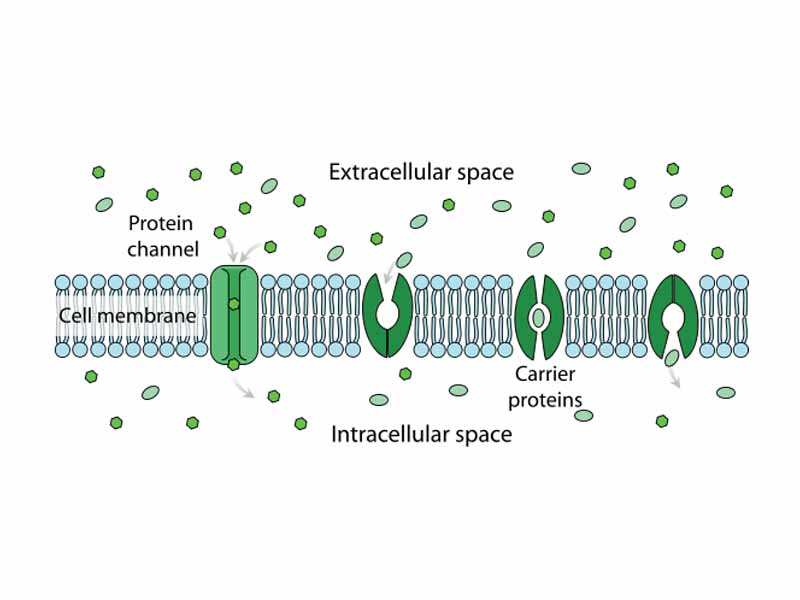 facilitated difussion in cell membrane, showing ion channels and carrier proteins