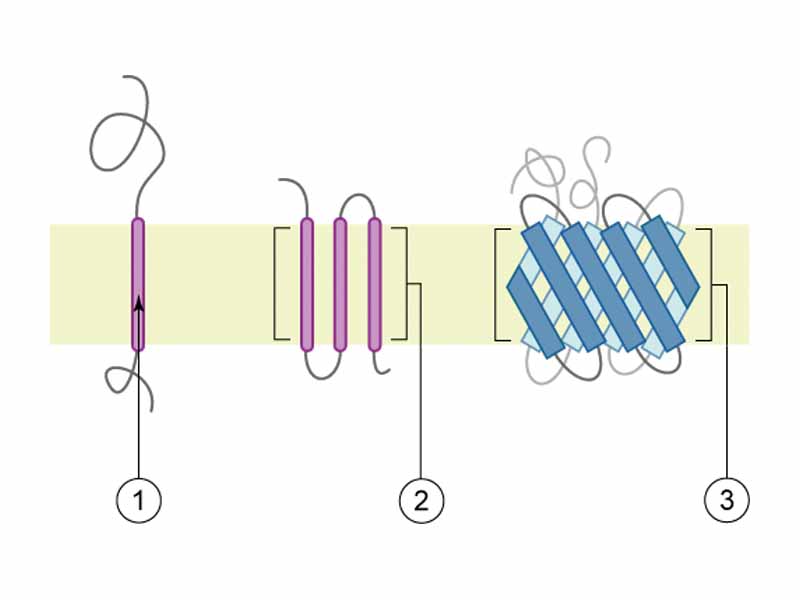 Schematic representation of transmembrane proteins: 1. a single transmembrane ?-helix (bitopic membrane protein) 2. a polytopic ?-helical protein 3. a transmembrane ? barrel.  The membrane is represented in light brown.