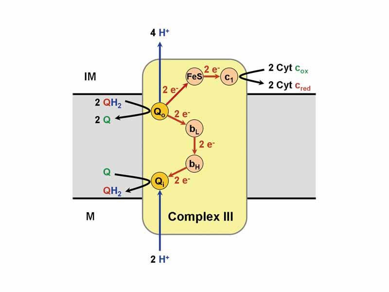 electron transport chain Complex III