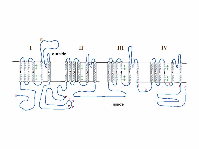 Diagram of a voltage-sensitive sodium channel ?-subunit. G - glycosylation, P - phosphorylation, S - ion selectivity, I - inactivation, positive (+) charges in S4 are important for transmembrane voltage sensing.[