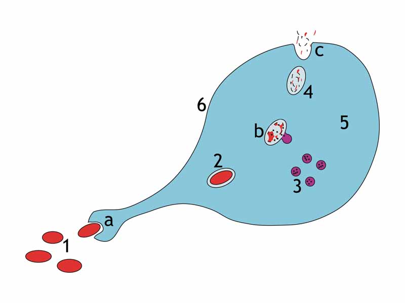 Steps of a macrophage ingesting a pathogen:  a. Ingestion through phagocytosis, a phagosome is formed  b. The fusion of lysosomes with the phagosome creates a phagolysosome; the pathogen is broken down by enzymes  c. Waste material is expelled or assimilated (the latter not pictured)  Parts:  1. Pathogens  2. Phagosome  3. Lysosomes  4. Waste material  5. Cytoplasm  6. Cell membrane
